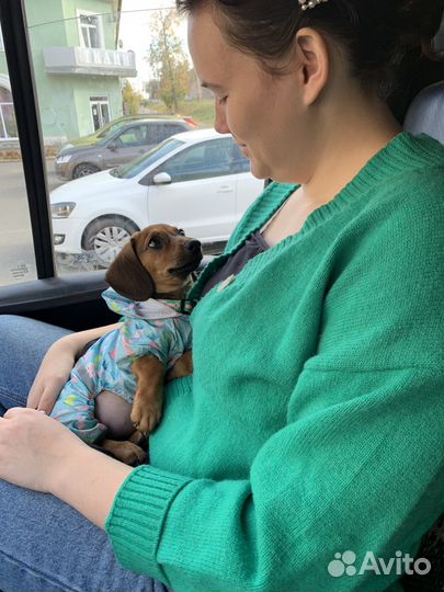 Дождевик для собак