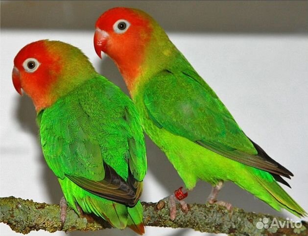 Попугаи