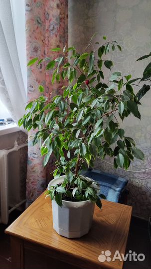 Фикус бенджамина пестролистный