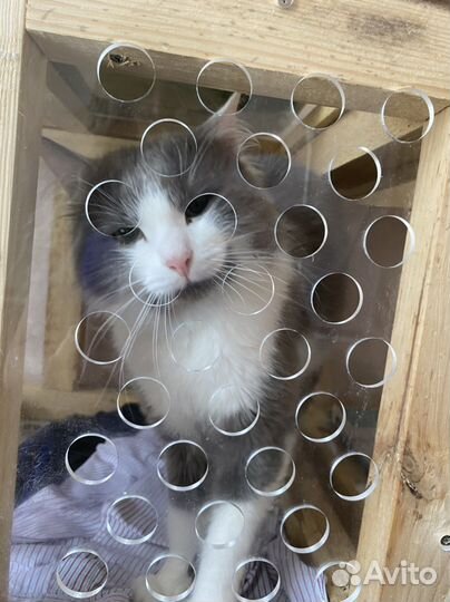 У котика умерла хозяйка