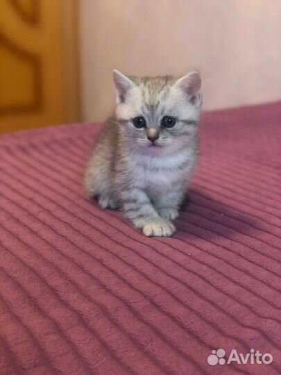 Британские котята