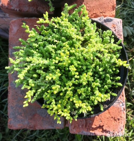 Очиток едкий почвопокровник