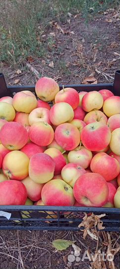 Яблоки оптом