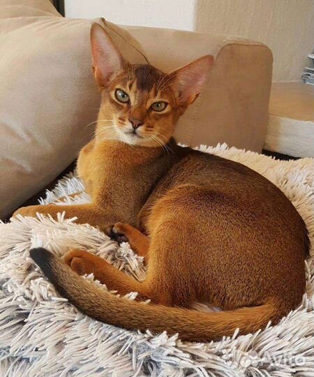 Передержка животных на время отпуска