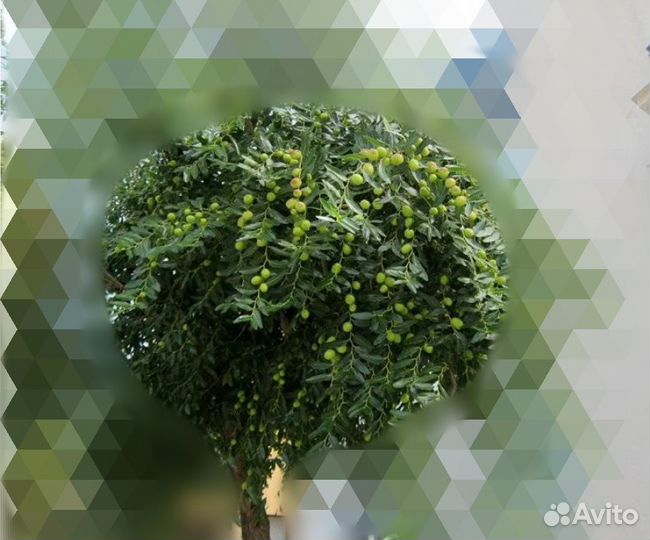 Саженцы китайского финика (унаби, зизифус)