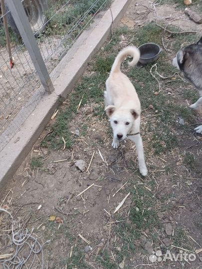 Отдам щенка в добрые руки