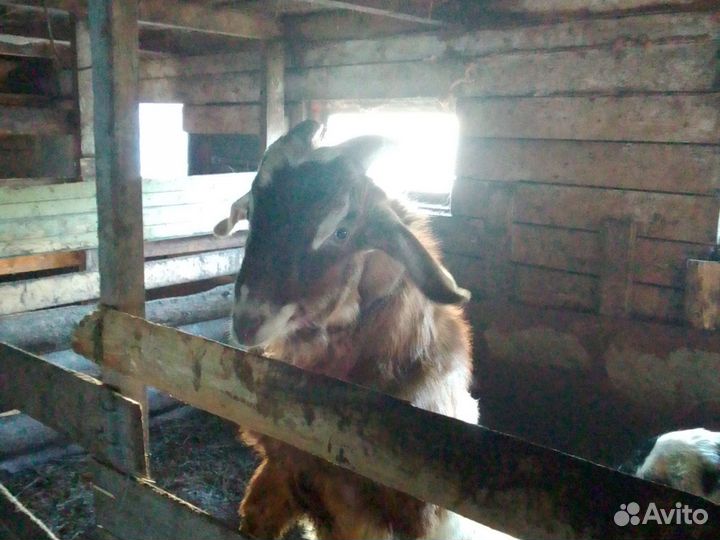 Нубийский козел на племя