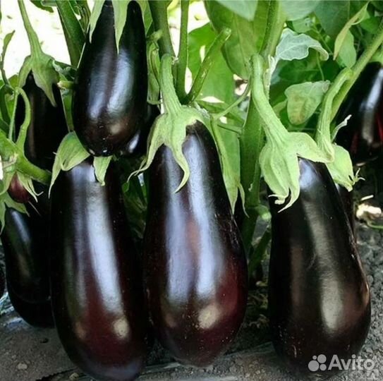 Продам баклажан