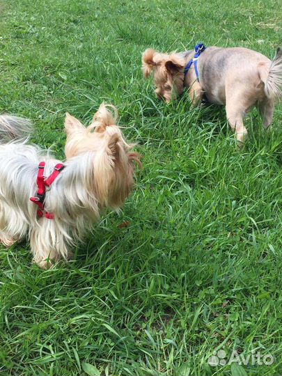 Передержка собак