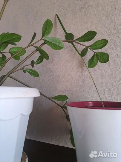 Замиокулькас,финик