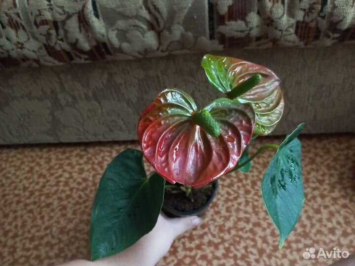 Антуриум беби оранж