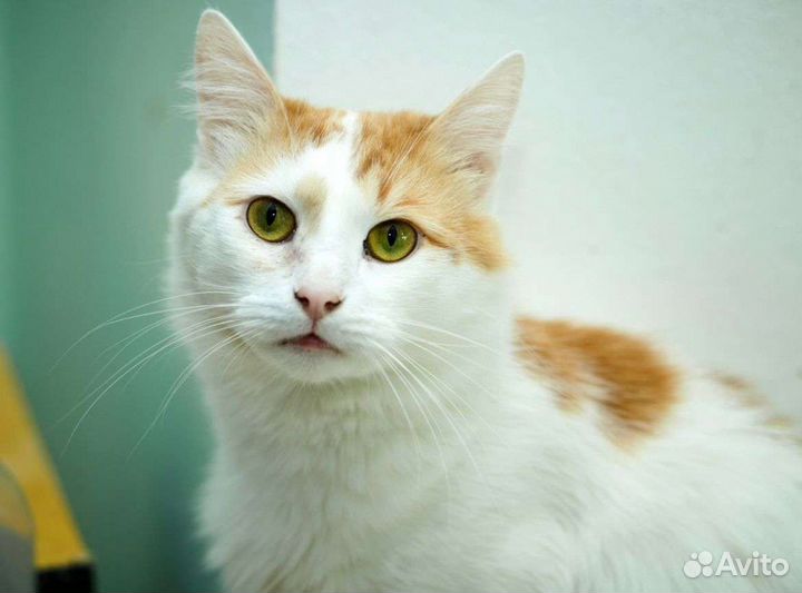 Рыжее счастье на удачу