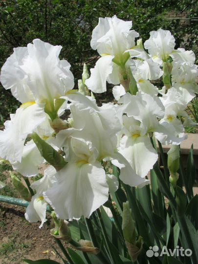 Цветочные луковицы