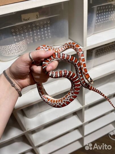 Королевская змея Кноблоха