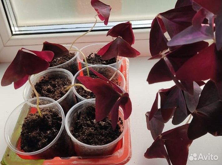 Кислица треугольная (Oxalis)