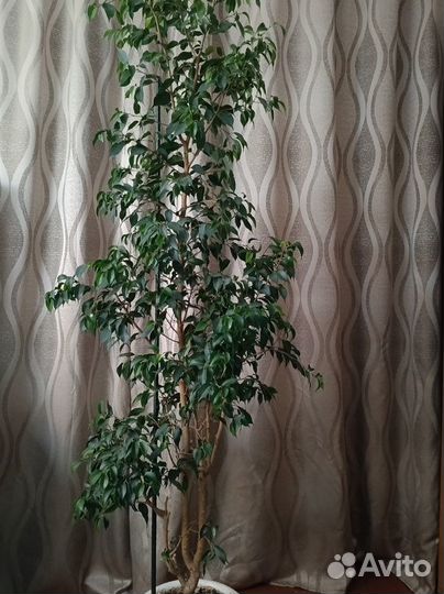 Фикус бенджамина