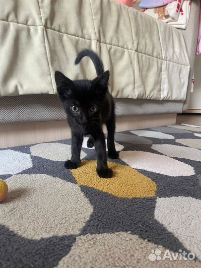 Передержка кошек