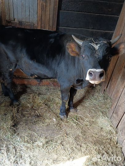 Был и телка на племя