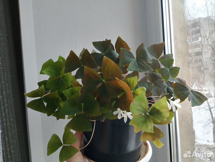 Кислица, молочай