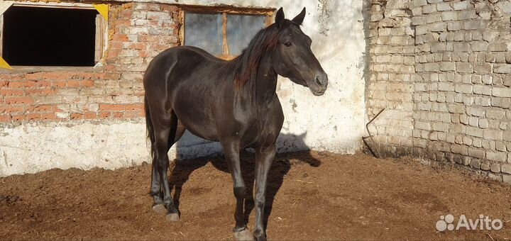 Продается лошади