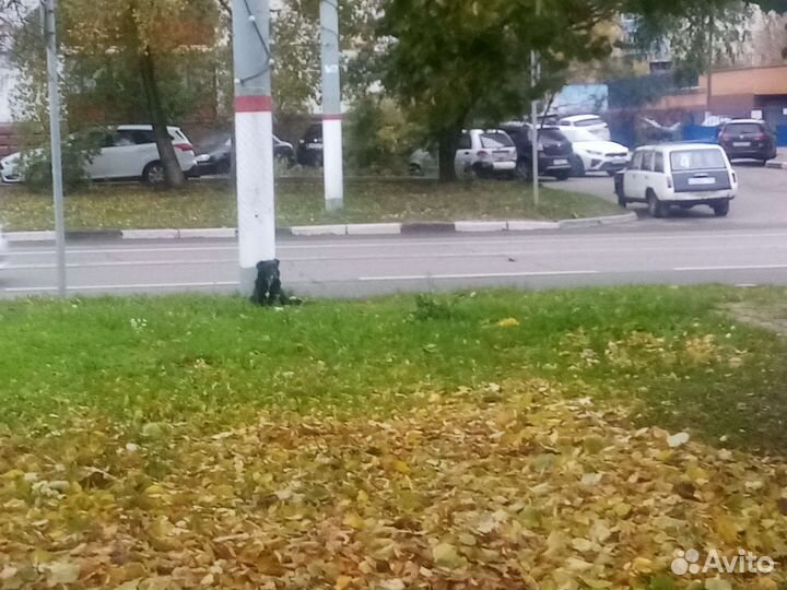 Собаки спасите