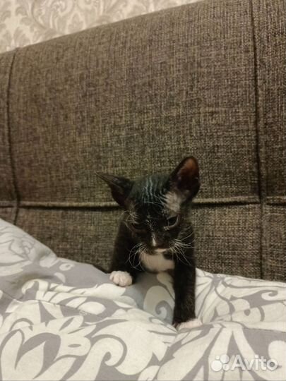 Котята сфинкс браш