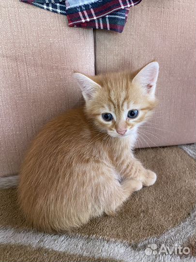 Рыжий котенок