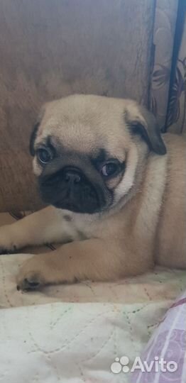 Щенки мопса
