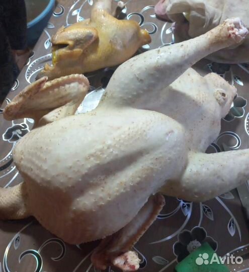 Индейка домашняя