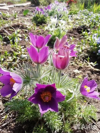 Семена прострела