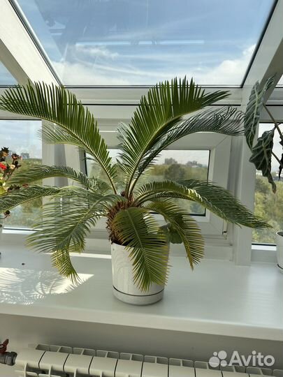 Комнатные растения большие