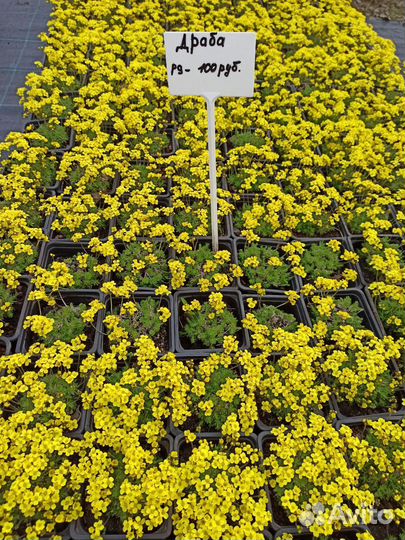 Рассада. Многолетние цветы, Растения из питомника