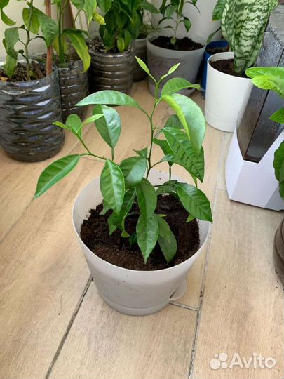 Комнатные растения