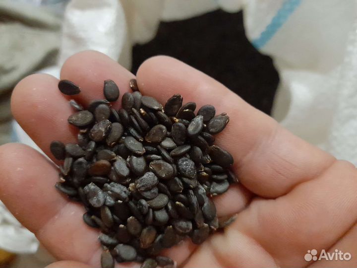 Семена арбуза 