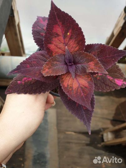 Колеус вегетативный