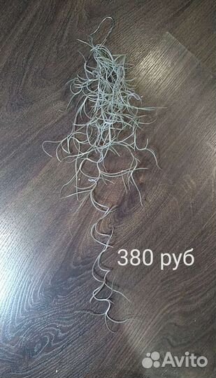 Тилландсия атмосферная