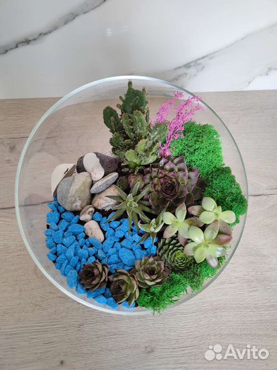 Подарок Флорариум Суккуленты