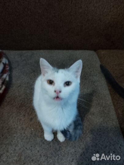 Кошечка Маняша