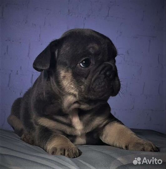 Плоскомордые крошки