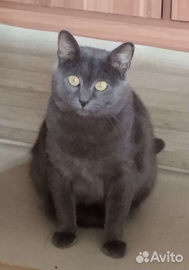 Кот