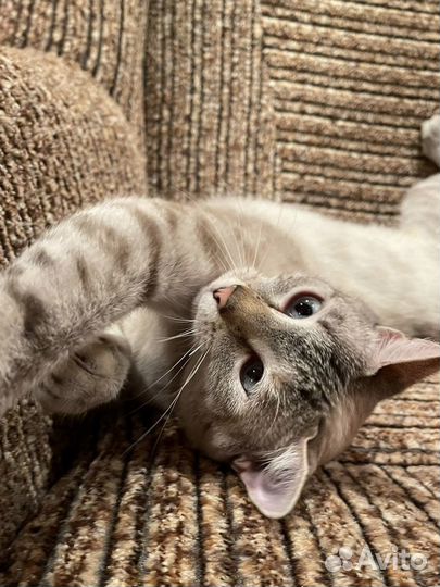 Ласковая Тайская кошка 1,5 года