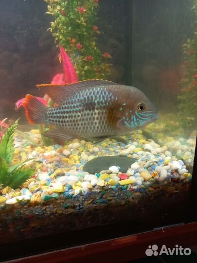 Акара бирюзовая