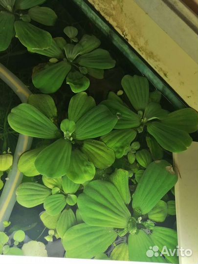 Пистия (аквариумное растение)