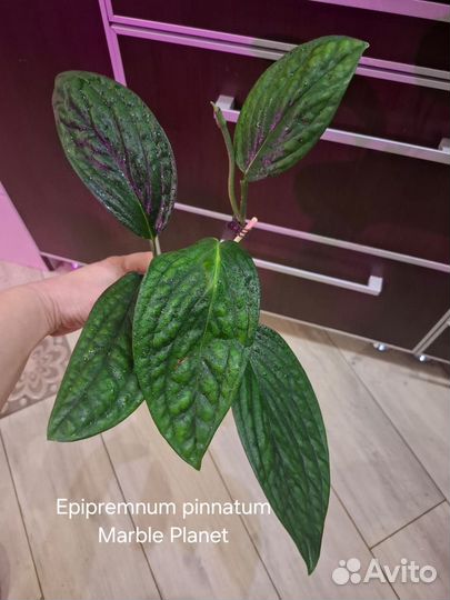 Эпипремнум, Сциндаптус