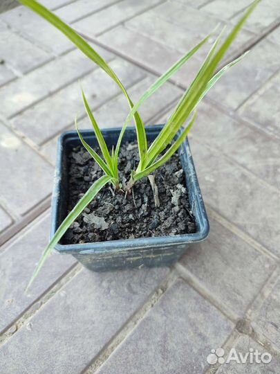 Осока декоративная (Морроу)