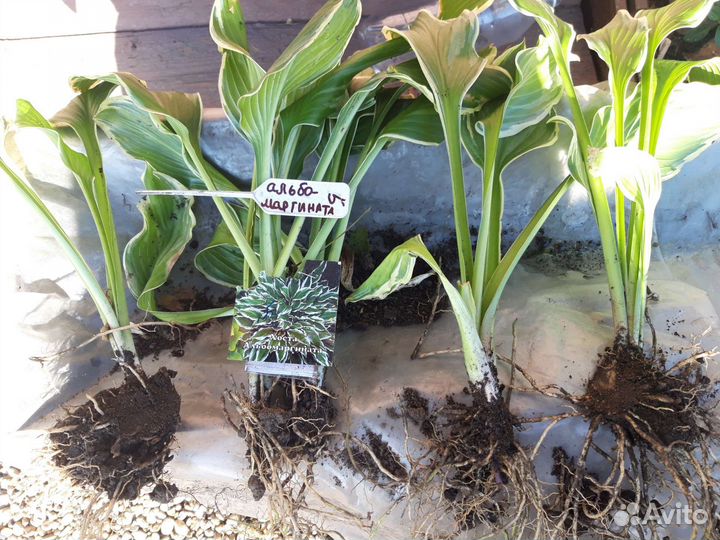 Хоста голубая и ассортимент многолетников