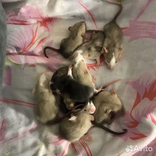 Крысы дамбо