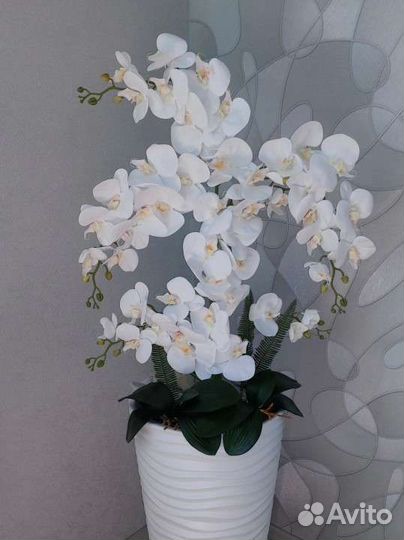 Орхидеи
