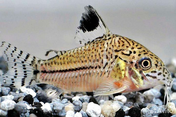 Сом Коридорас в ассортименте