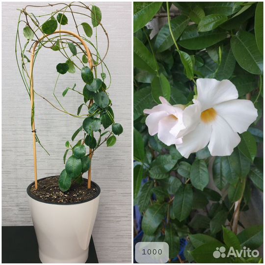 Дипладения (мандевилла)